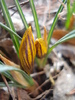 Crocus Gipsy Girl (2011, March 13)