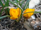 Crocus Gipsy Girl (2011, March 13)