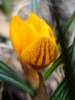 Crocus Gipsy Girl (2011, March 13)