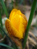 Crocus Gipsy Girl (2011, March 13)