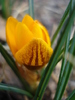 Crocus Gipsy Girl (2011, March 13)