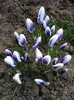 Crocus Prins Claus (2011, March 24)