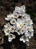 Crocus Prins Claus (2011, March 24)