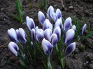 Crocus Prins Claus (2011, March 25)