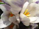 Crocus Prins Claus (2011, March 27)