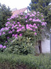 Rhododendron 4 mai 2011 (1)