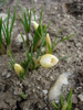 Crocus Snow Bunting (2010, March 21)