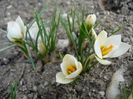 Crocus Snow Bunting (2010, March 21)