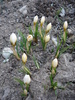 Crocus Snow Bunting (2010, March 22)