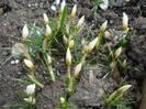 Crocus Snow Bunting (2010, March 24)