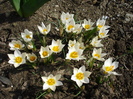 Crocus Snow Bunting (2010, March 24)