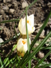 Crocus Snow Bunting (2011, March 10)