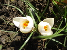 Crocus Snow Bunting (2011, March 11)