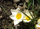 Crocus Snow Bunting (2011, March 11)