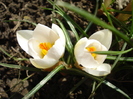 Crocus Snow Bunting (2011, March 11)
