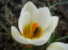 Crocus Snow Bunting (2011, March 12)