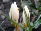 Crocus Snow Bunting (2011, March 13)