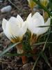 Crocus Snow Bunting (2011, March 13)