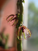Caralluma moniliformis (3)