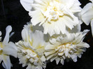 DSCF0035
