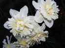 DSCF0036
