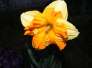 DSCF0037