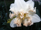 DSCF0084