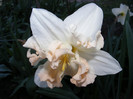 DSCF0086