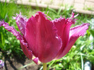 Tulipa Barbados (2011, May 06)
