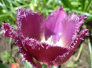 Tulipa Barbados (2011, May 06)