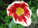 Tulipa Happy Generation (2011, May 06)