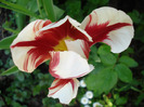 Tulipa Happy Generation (2011, May 06)