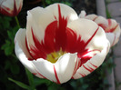 Tulipa Happy Generation (2011, May 06)