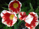 Tulipa Happy Generation (2011, May 06)