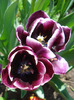 Tulipa Jackpot (2011, May 06)