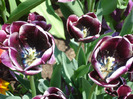 Tulipa Jackpot (2011, May 06)
