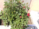 BILD6153