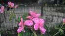 CIMG0438