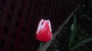 CIMG0667