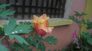 CIMG0691