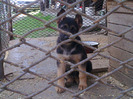 8 saptamini 8 kg.