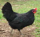 Black Shumen 2