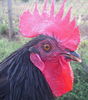 Black Shumen 3