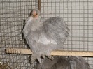 Pekin Bantam 4