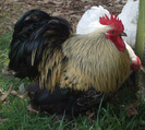 Pekin Bantam 6