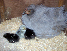 Pekin Bantam 8