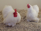 Pekin Bantam 9
