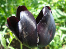Tulipa Queen of Night (2011, May 06)