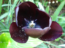 Tulipa Queen of Night (2011, May 06)