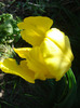 Tulipa Texas Gold (2011, May 06)